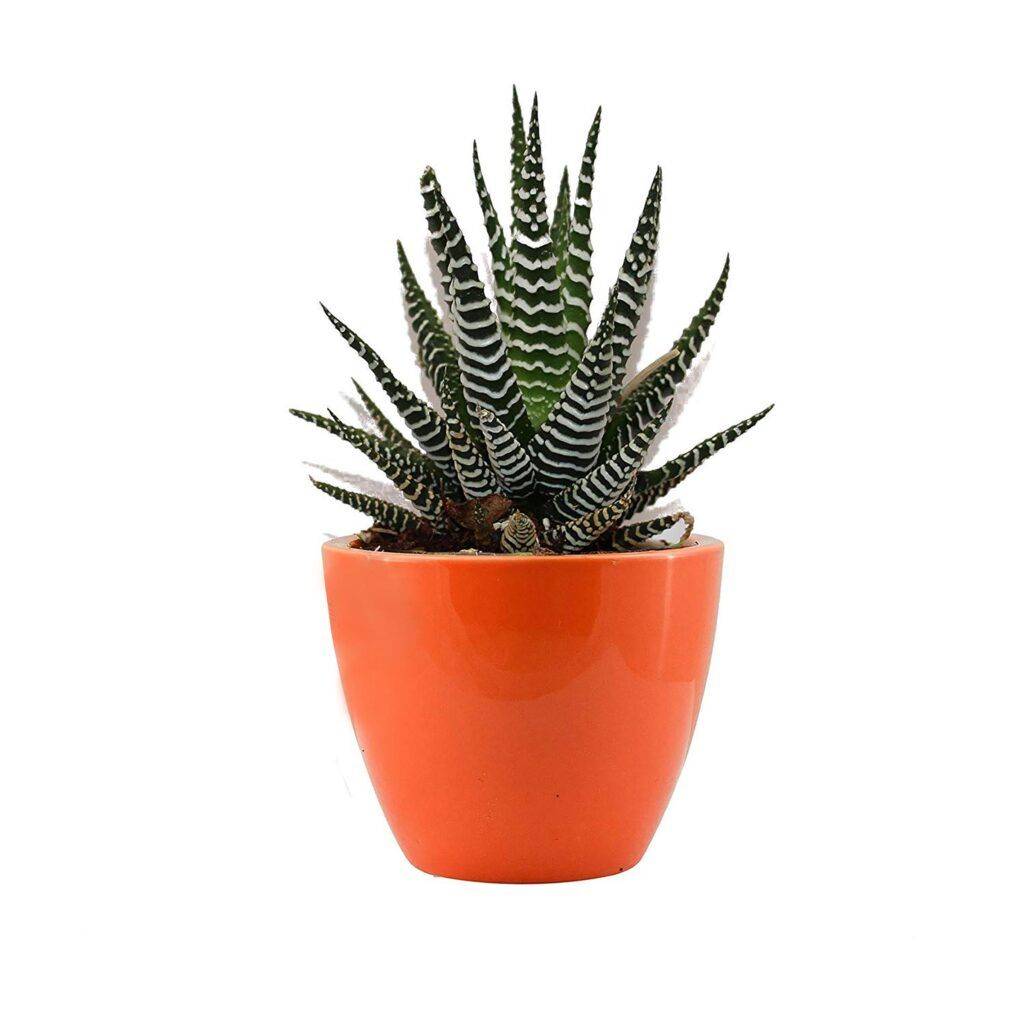Zebra Haworthia Plant I Haworthia Attenuata - your e-shop