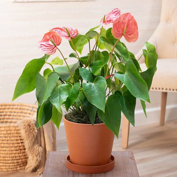 Anthurium Best Indoor Plant for Sale Online your